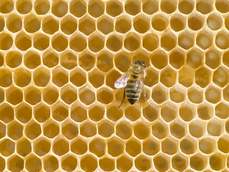 Hvor er biene blitt av? ...og hva mobiltelefoner har med det å gjøre / 2010 / Helsemagasinet vitenskap og fornuft